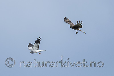 BB_20180623_0164 / Circus cyaneus / Myrhauk