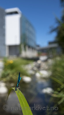 BB_20180702_0073 / Calopteryx virgo / Blåvingevannymfe