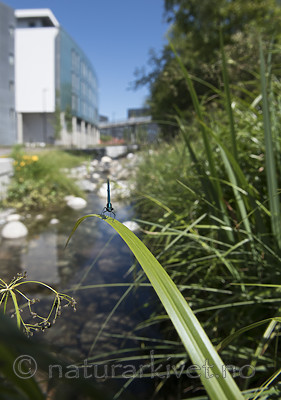 BB_20180702_0087 / Calopteryx virgo / Blåvingevannymfe