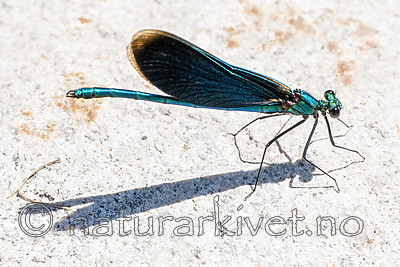 BB_20180702_0293 / Calopteryx virgo / Blåvingevannymfe