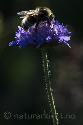 BB_20180702_0435 / Knautia arvensis / Rødknapp