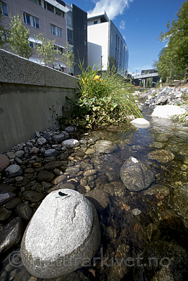 BB_20180712_0186 / Calopteryx virgo / Blåvingevannymfe