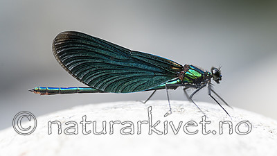 BB_20180712_0221 / Calopteryx virgo / Blåvingevannymfe