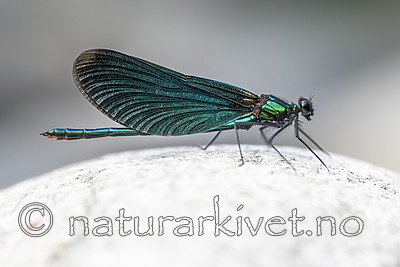 BB_20180712_0223 / Calopteryx virgo / Blåvingevannymfe