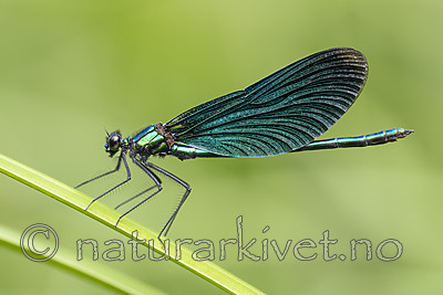 BB_20180712_0240 / Calopteryx virgo / Blåvingevannymfe