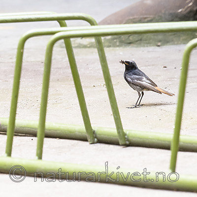 BB_20180720_0048 / Phoenicurus ochruros / Svartrødstjert