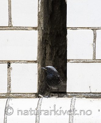 BB_20180720_0096 / Phoenicurus ochruros / Svartrødstjert