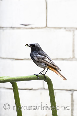 BB_20180720_0136 / Phoenicurus ochruros / Svartrødstjert