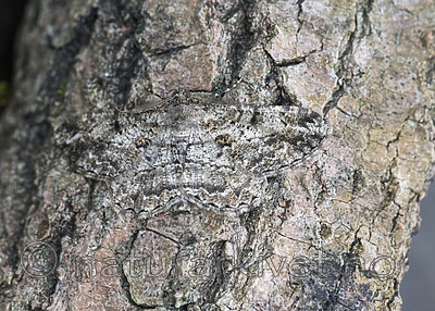 BB_20180722_0001 / Peribatodes rhomboidaria / Grå barkmåler