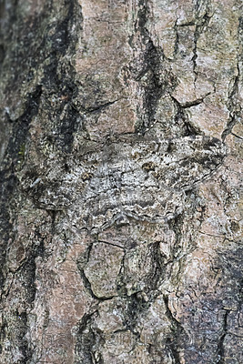 BB_20180722_0017 / Peribatodes rhomboidaria / Grå barkmåler