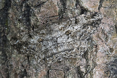 BB_20180722_0044 / Peribatodes rhomboidaria / Grå barkmåler