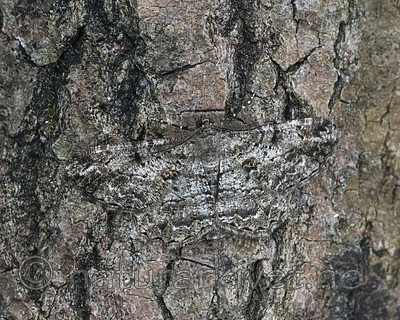 BB_20180722_0050 / Peribatodes rhomboidaria / Grå barkmåler