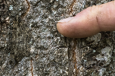 BB_20180722_0051 / Peribatodes rhomboidaria / Grå barkmåler