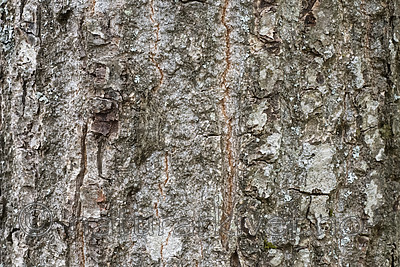 BB_20180722_0061 / Peribatodes rhomboidaria / Grå barkmåler