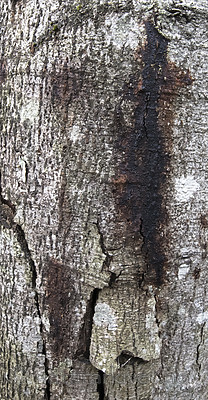 BB_20181014_0058 / Alnus incana / Gråor