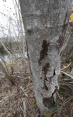 BB_20181014_0078 / Alnus incana / Gråor