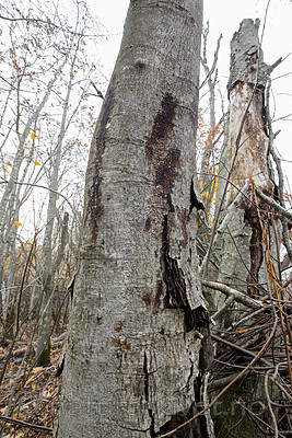 BB_20181014_0098 / Alnus incana / Gråor