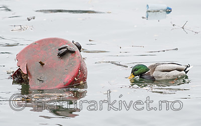 BB_20181202_0043 / Anas platyrhynchos / Stokkand <br /> Mytilus edulis / Blåskjell