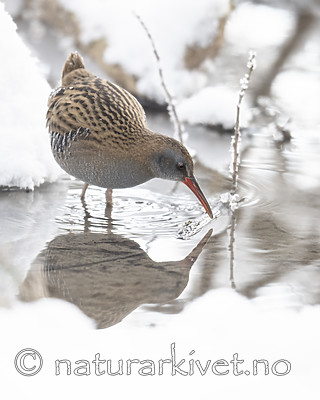 BB_20190129_0056 / Rallus aquaticus / Vannrikse