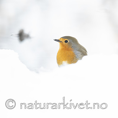 BB_20190129_0098 / Erithacus rubecula / Rødstrupe