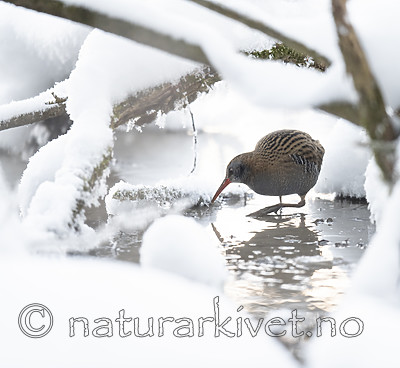 BB_20190129_0109 / Rallus aquaticus / Vannrikse