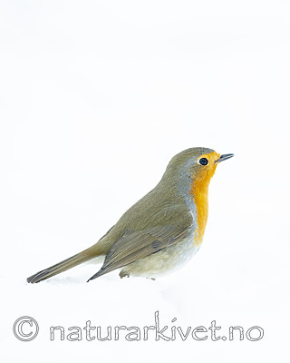 BB_20190129_0189 / Erithacus rubecula / Rødstrupe