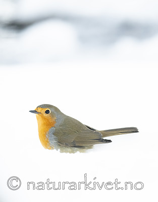 BB_20190129_0317 / Erithacus rubecula / Rødstrupe