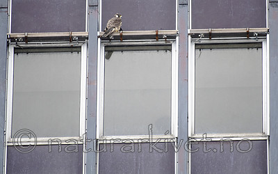 BB_20190222_0009 / Falco peregrinus / Vandrefalk