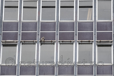 BB_20190222_0017 / Falco peregrinus / Vandrefalk
