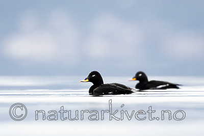 BB_20190302_0226 / Melanitta fusca / Sjøorre