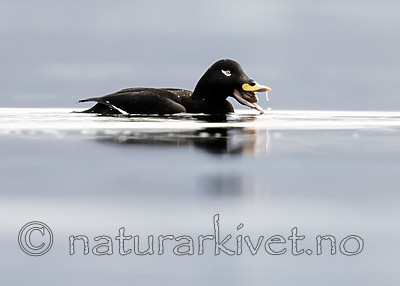 BB_20190302_0265 / Melanitta fusca / Sjøorre