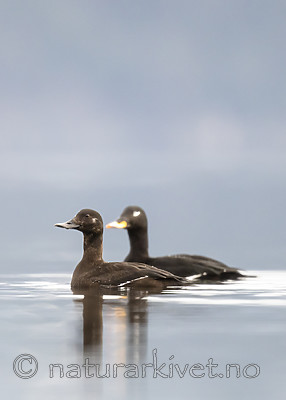 BB_20190302_0323 / Melanitta fusca / Sjøorre