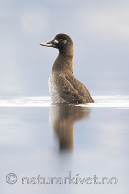 BB_20190302_0340 / Melanitta fusca / Sjøorre