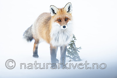 BB_20190419_0052 / Vulpes vulpes / Rødrev