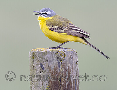 BB_20190501_0081 / Motacilla flava / Gulerle