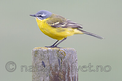 BB_20190501_0087 / Motacilla flava / Gulerle