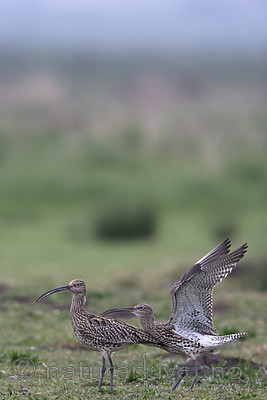 BB_20190501_0177 / Numenius arquata / Storspove