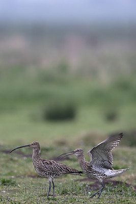 BB_20190501_0180 / Numenius arquata / Storspove