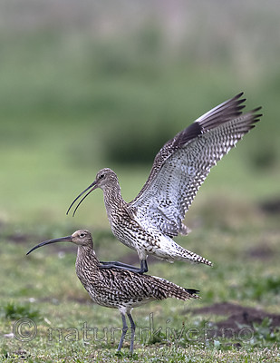 BB_20190501_0201 / Numenius arquata / Storspove