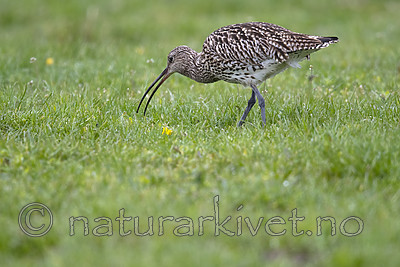 BB_20190501_0448 / Numenius arquata / Storspove