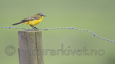 BB_20190501_0518 / Motacilla flava / Gulerle