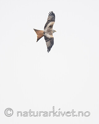 BB_20190501_0556 / Milvus milvus / Glente