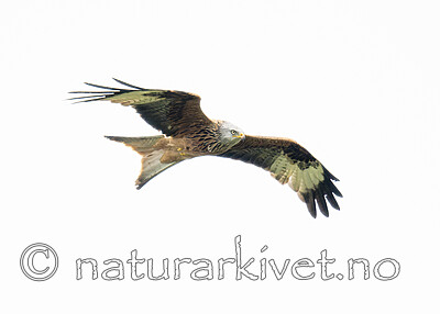 BB_20190501_0865-Forbedret-NR / Milvus milvus / Glente