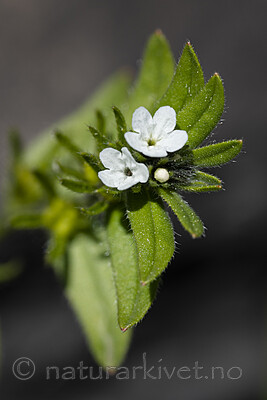 BB_20190514_0055 / Buglossoides arvensis / åkersteinfrø