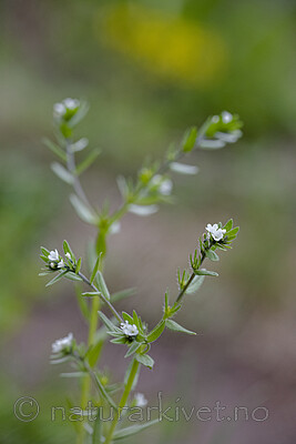 BB_20190515_0056 / Buglossoides arvensis / åkersteinfrø