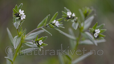 BB_20190515_0144 / Buglossoides arvensis / åkersteinfrø