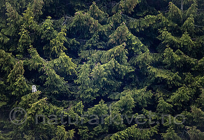 BB_20190602_0073 / Strix nebulosa / Lappugle