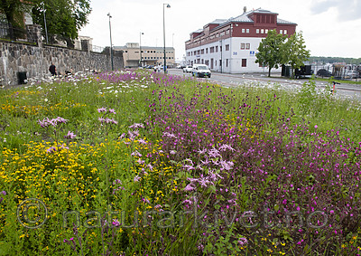BB_20190606_0105
