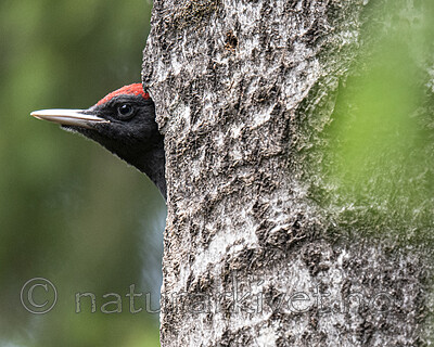 BB_20190623_0573 / Dryocopus martius / Svartspett