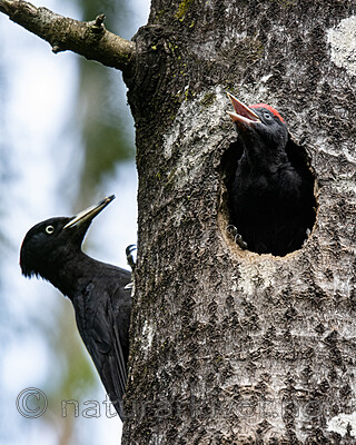 BB_20190623_0617 / Dryocopus martius / Svartspett